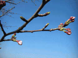 140326_sakura21.gif