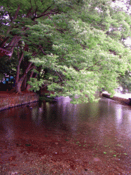 140701_sakura_river.gif