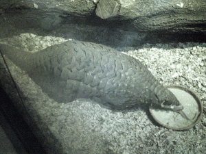 pangolin