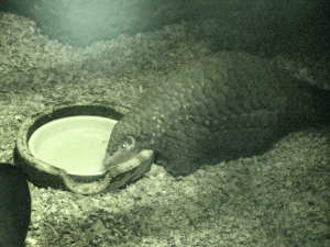 pangolin