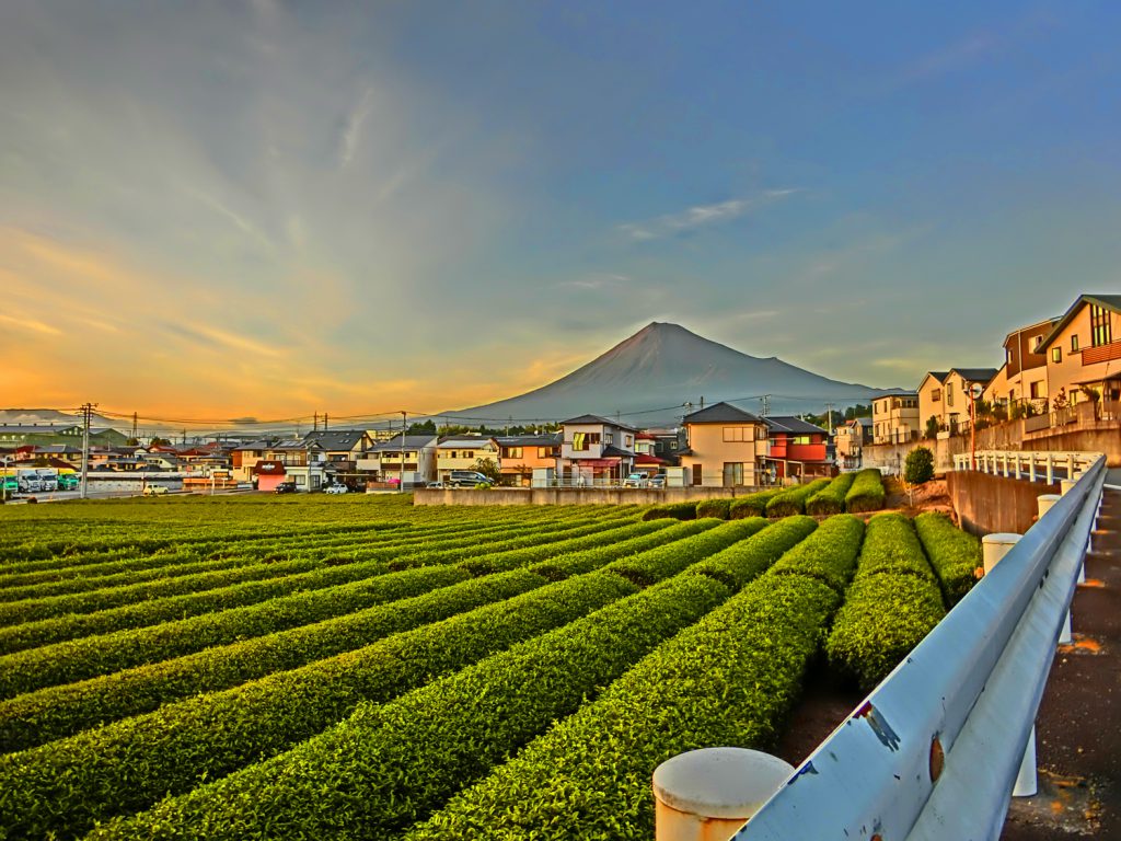 富士山　夕方　茶畑と