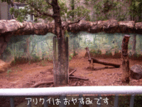 edo_zoo_01.gif